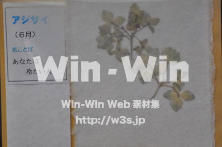 越前和紙作りの写真素材 W-006196