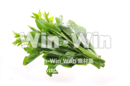 つるむらさきの写真素材 W-007221