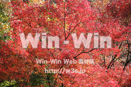 紅葉の写真素材 W-006349