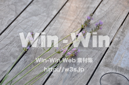 ラベンダーの写真素材 W-007452