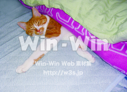 ねこ-その１の写真素材 W-006130