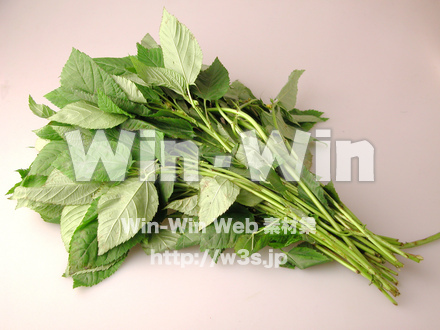 モロヘイヤの写真素材 W-007218