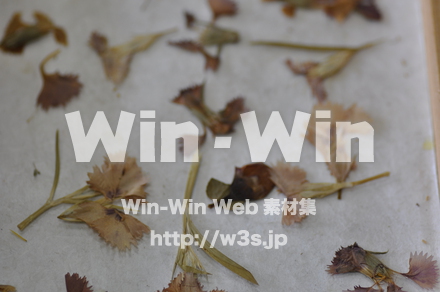 越前和紙作りの写真素材 W-006224