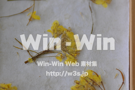 越前和紙作りの写真素材 W-006218