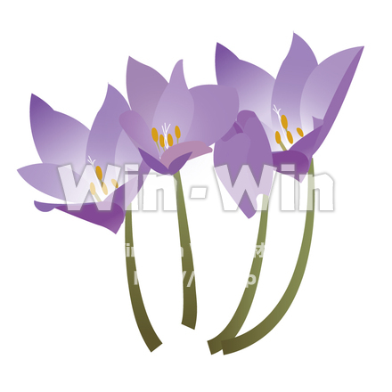 イヌサフランのCG・イラスト素材 W-006350