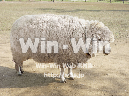 ひつじの写真素材 W-006728