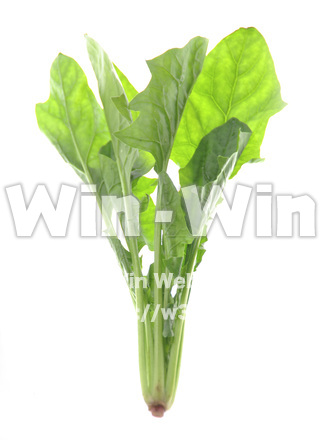 ほうれんそうの写真素材 W-007175
