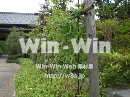 竹の写真素材 W-006454