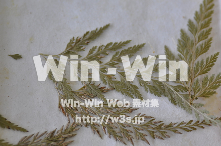 越前和紙作りの写真素材 W-006216