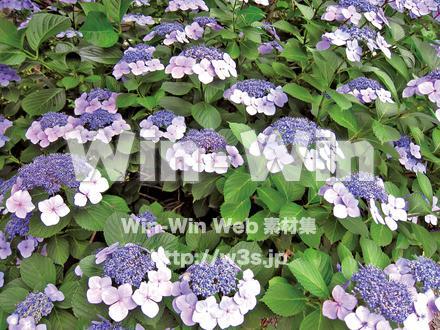 あじさいの写真素材 W-006947