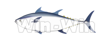 マグロのイラストのCG・イラスト素材 W-006629