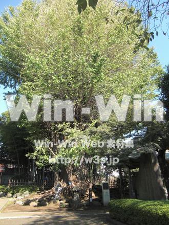 影向寺　１５　かながわ名木１００選「乳イチョウ」の写真素材 W-006330