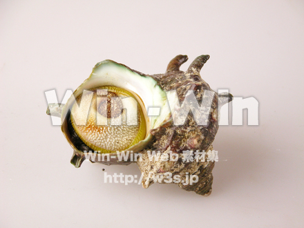 サザエの写真素材 W-007472