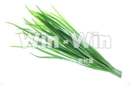 ニラの写真素材 W-007257