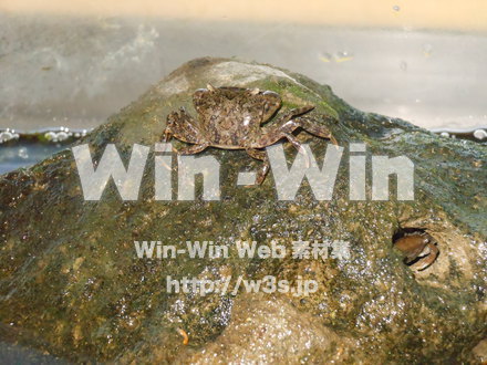 カニの写真素材 W-007589