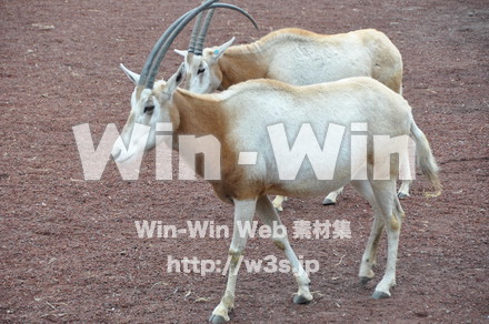 オリックスの写真素材 W-009640