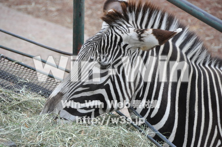 シマウマの写真素材 W-009625