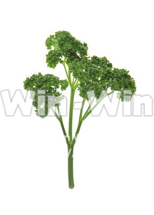 パセリの写真素材 W-009688