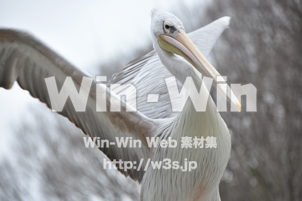 水辺の鳥の写真素材 W-009235