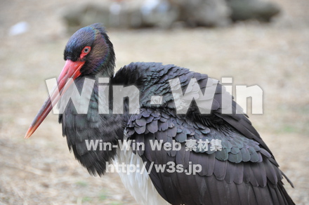 水辺の鳥の写真素材 W-009221