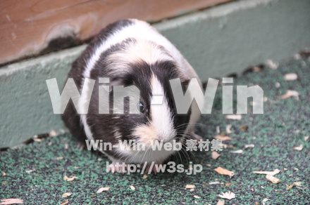 モルモットの写真素材 W-009657