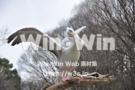 水辺の鳥の写真素材 W-009236