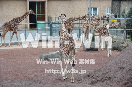 キリンの写真素材 W-009627