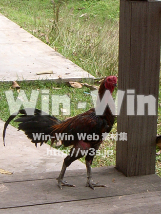 にわとりの写真素材 W-009303