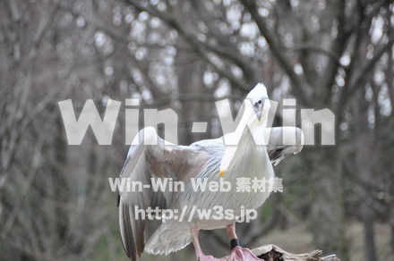 水辺の鳥の写真素材 W-009234