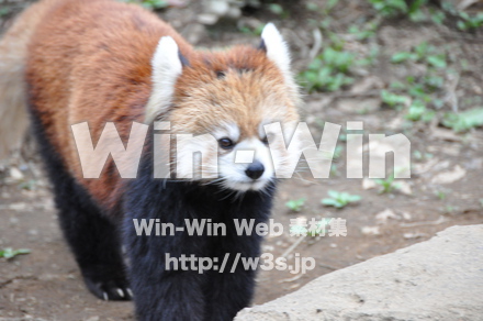 レッサーパンダの写真素材 W-009326