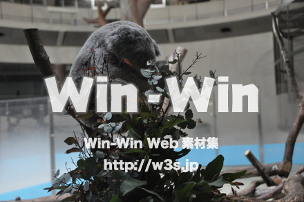 コアラの写真素材 W-009599