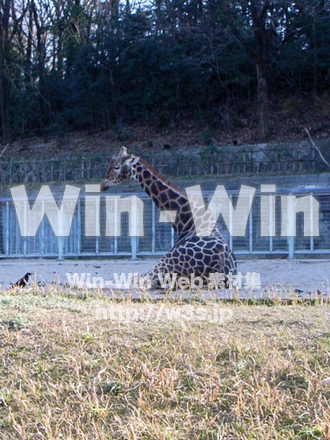 キリンの写真素材 W-009637