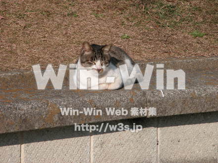 猫の写真素材 W-009140