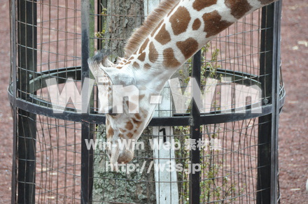 キリンの写真素材 W-009632