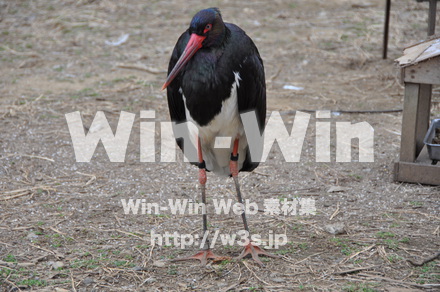 水辺の鳥の写真素材 W-009217