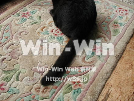 猫の写真素材 W-009134