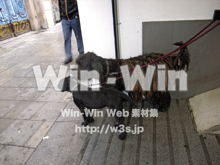 犬の写真素材 W-009106