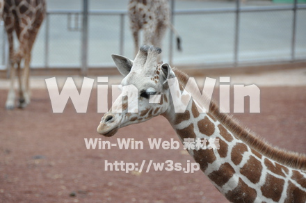 キリンの写真素材 W-009634