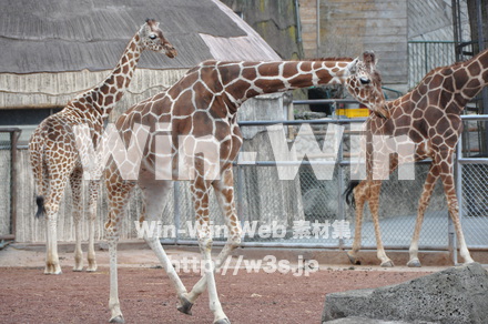 キリンの写真素材 W-009630