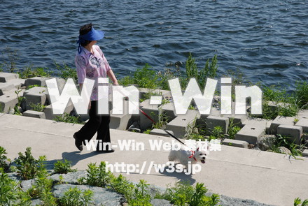 犬の散歩の写真素材 W-009680