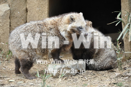 たぬきの写真素材 W-009616