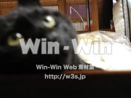 猫の写真素材 W-009124