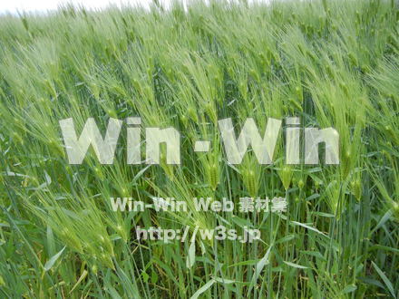 お米の写真素材 W-008283