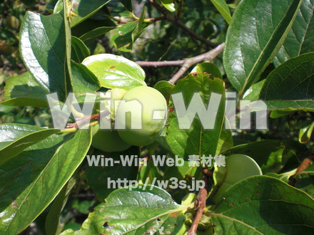 柿の木の写真素材 W-008249