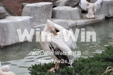 水辺の鳥の写真素材 W-009244