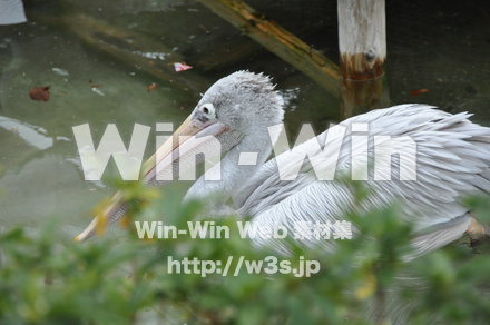 水辺の鳥の写真素材 W-009241