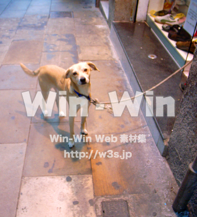 犬の写真素材 W-009102