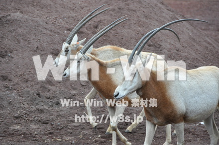 オリックスの写真素材 W-009638