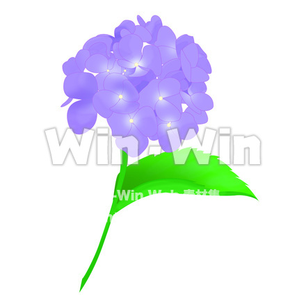 あじさいのCG・イラスト素材 W-009879
