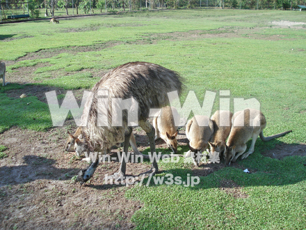 カンガルーの写真素材 W-009588